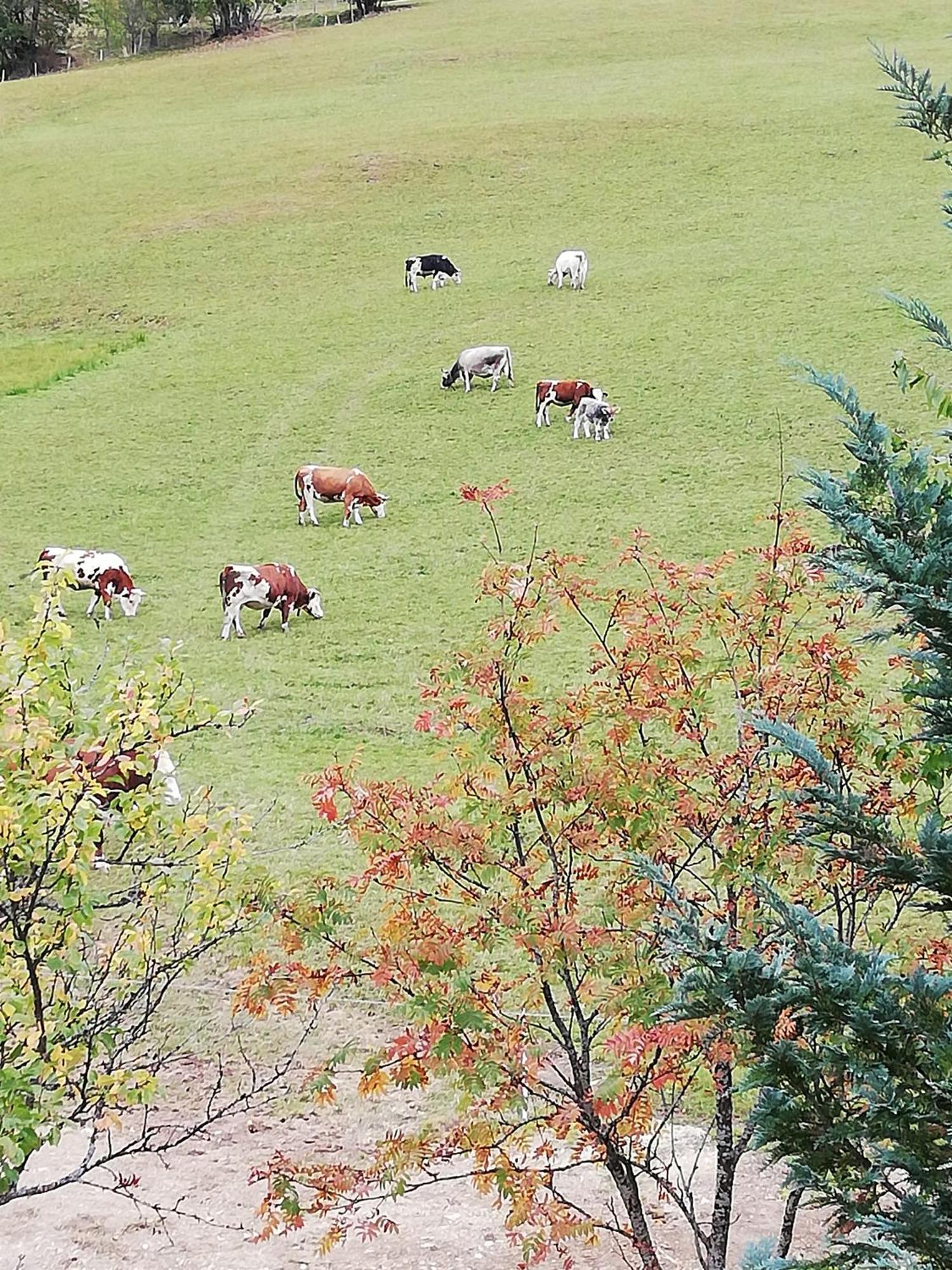 הוילה Mühlbach am Hochkönig Bauernhof Bachgut מראה חיצוני תמונה